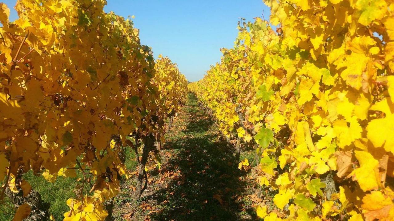 شقة Fleur De Vigne إِجويشا المظهر الخارجي الصورة